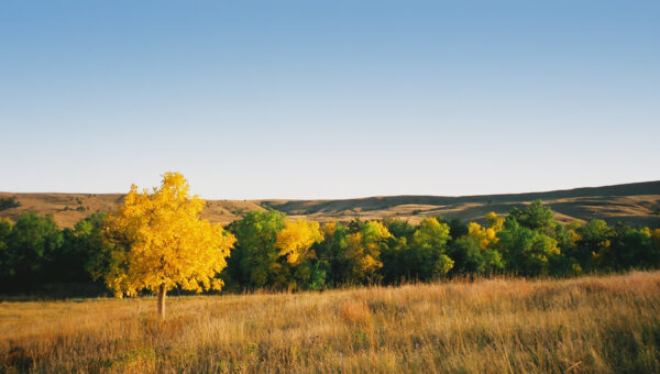 Custer State Park