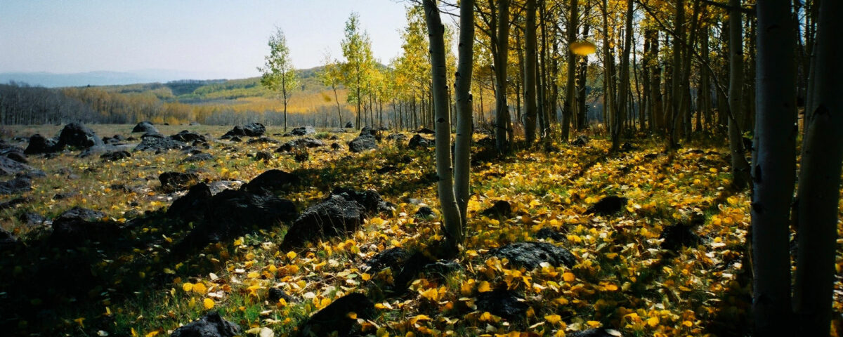 Boulder Mountain, Dixie National Forest
