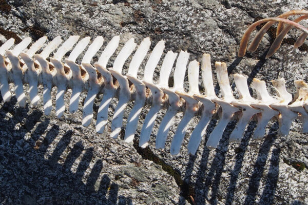 Fischgerippe | Austnesfjorden