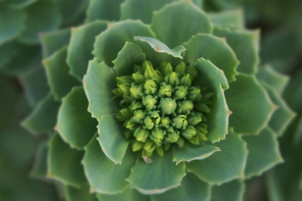 Flora