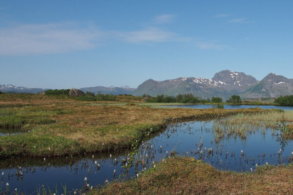 Gimsøya – Moor