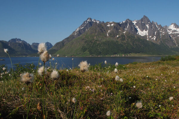 Sildpollen | Fischgerippe | Austnesfjorden