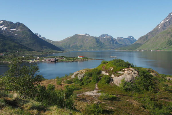 Sildpollneset