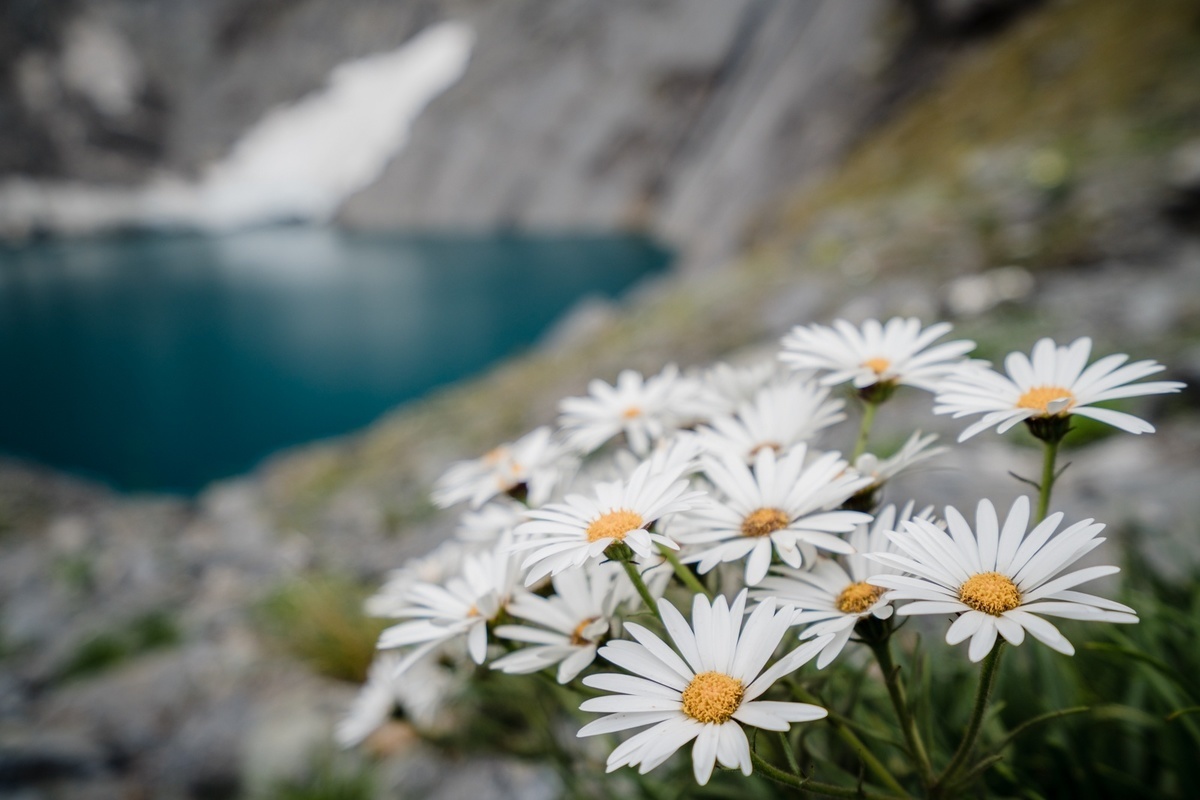 Mount Aspiring Wild Flower
