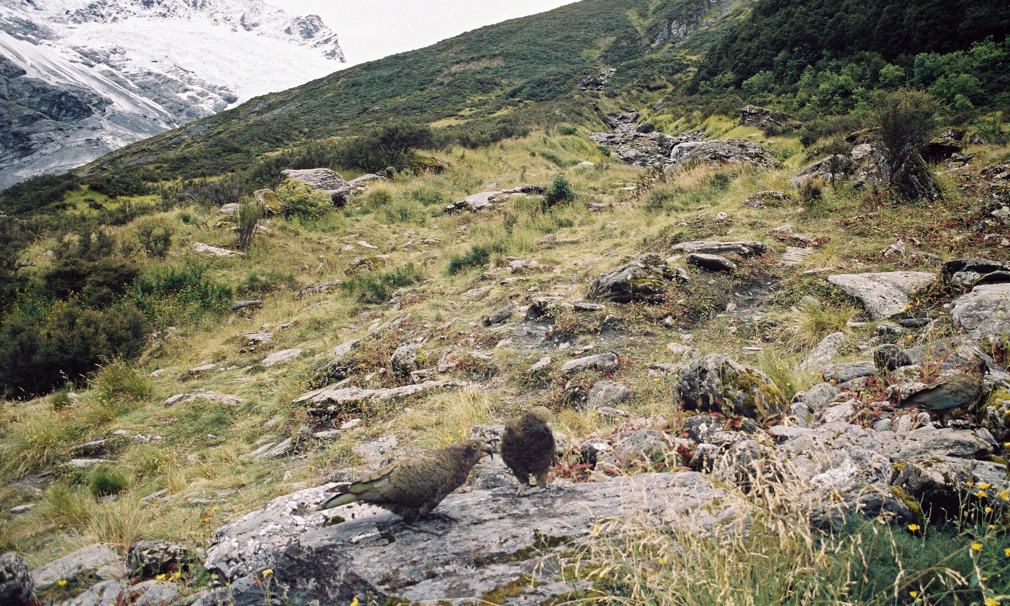 Keas am Rob Roy Gletscher, Neuseeland