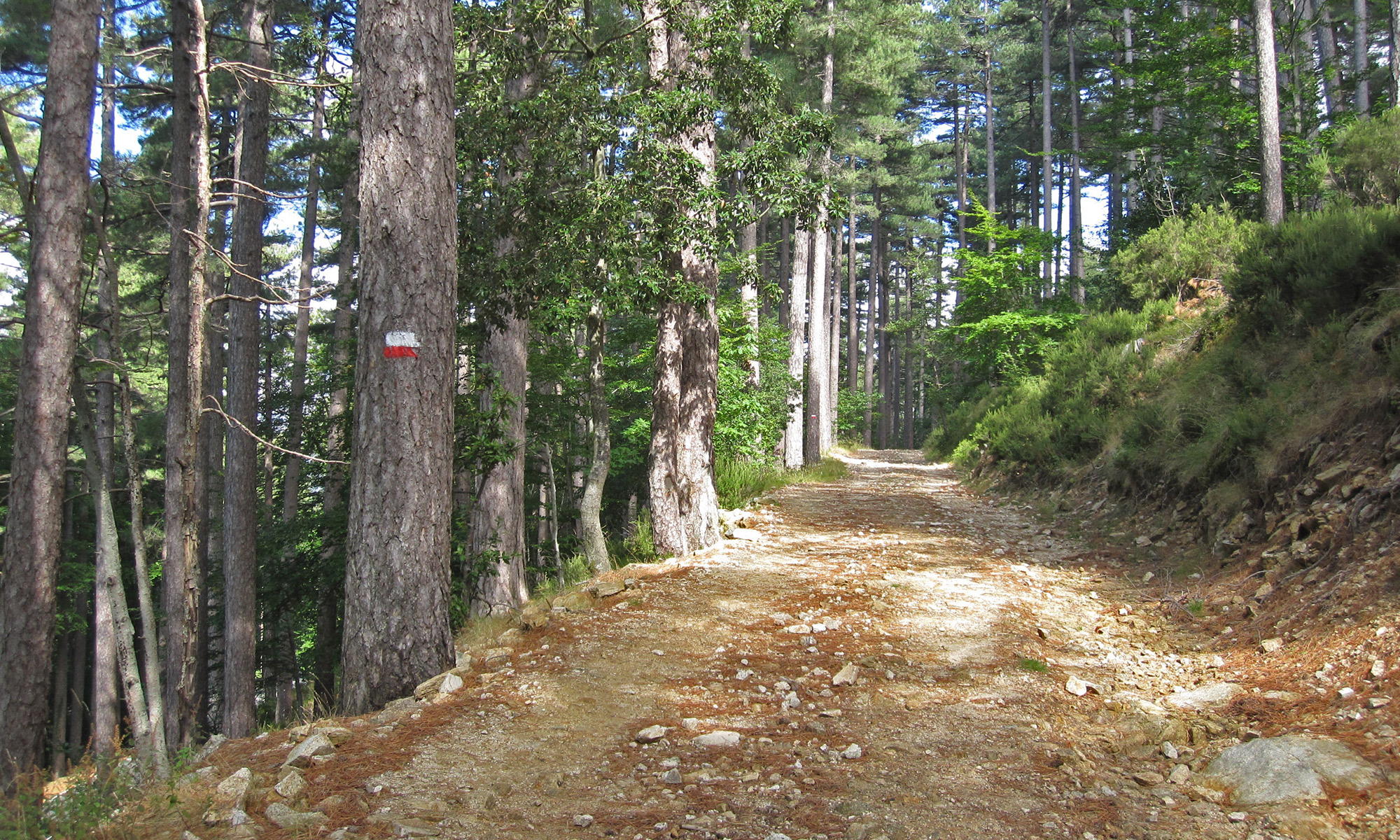 GR 20 nahe Vizzavona