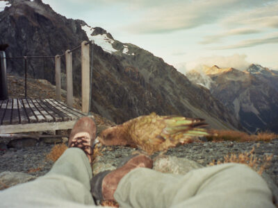 Kea, Neuseeland