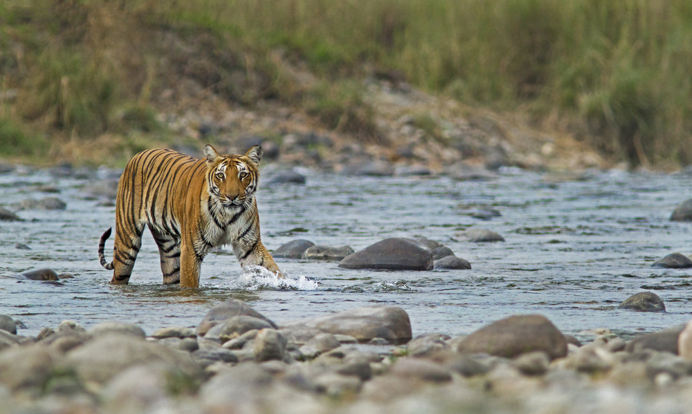 Tiger im Corbett National Park, von Anuradha Marwah / Shutterstock