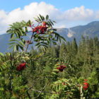 Vegetation