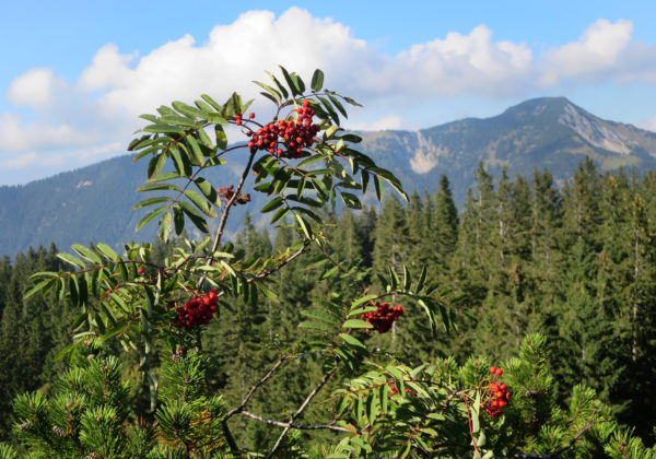 Vegetation