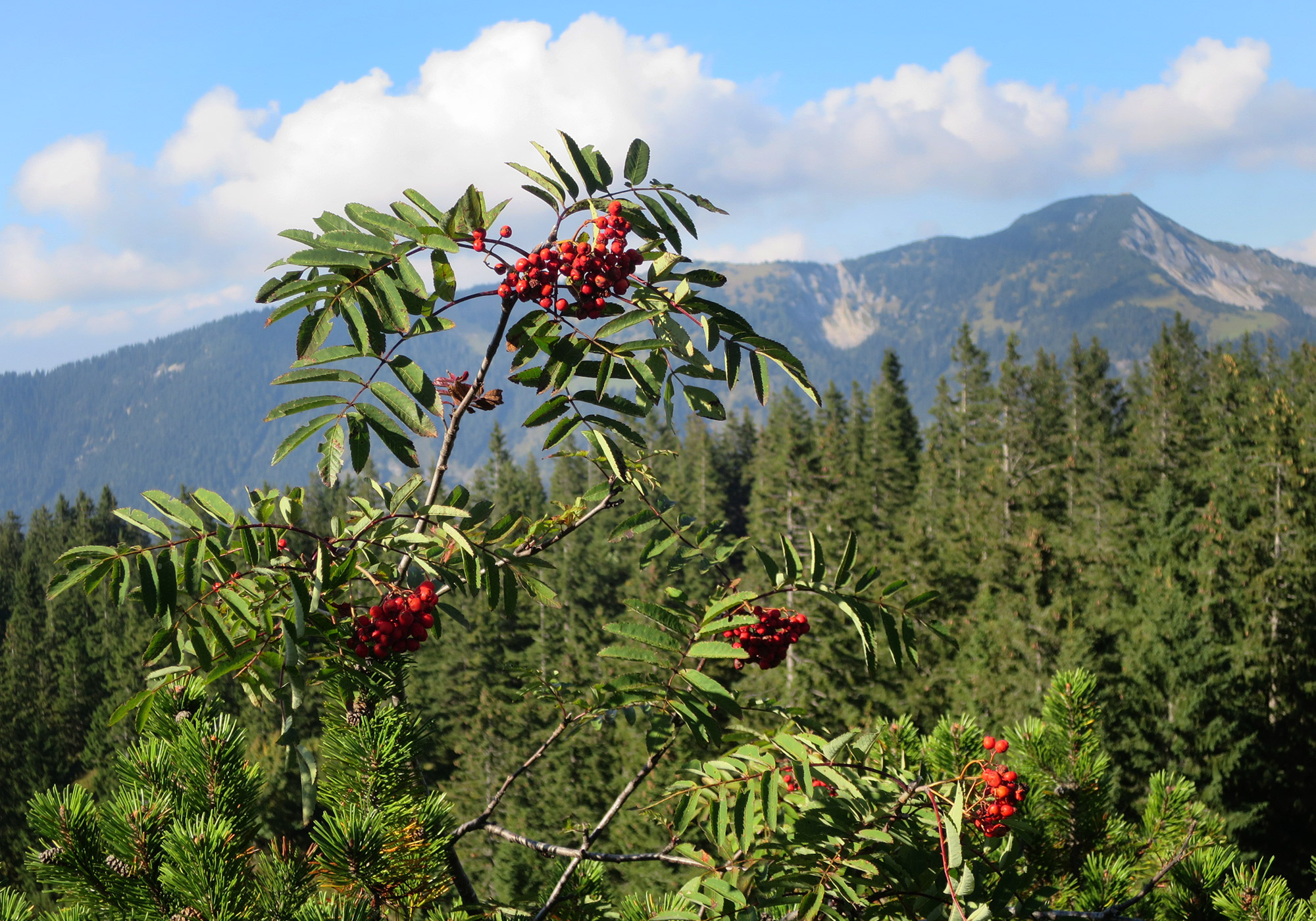 Vegetation