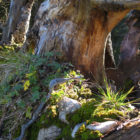 Vegetation