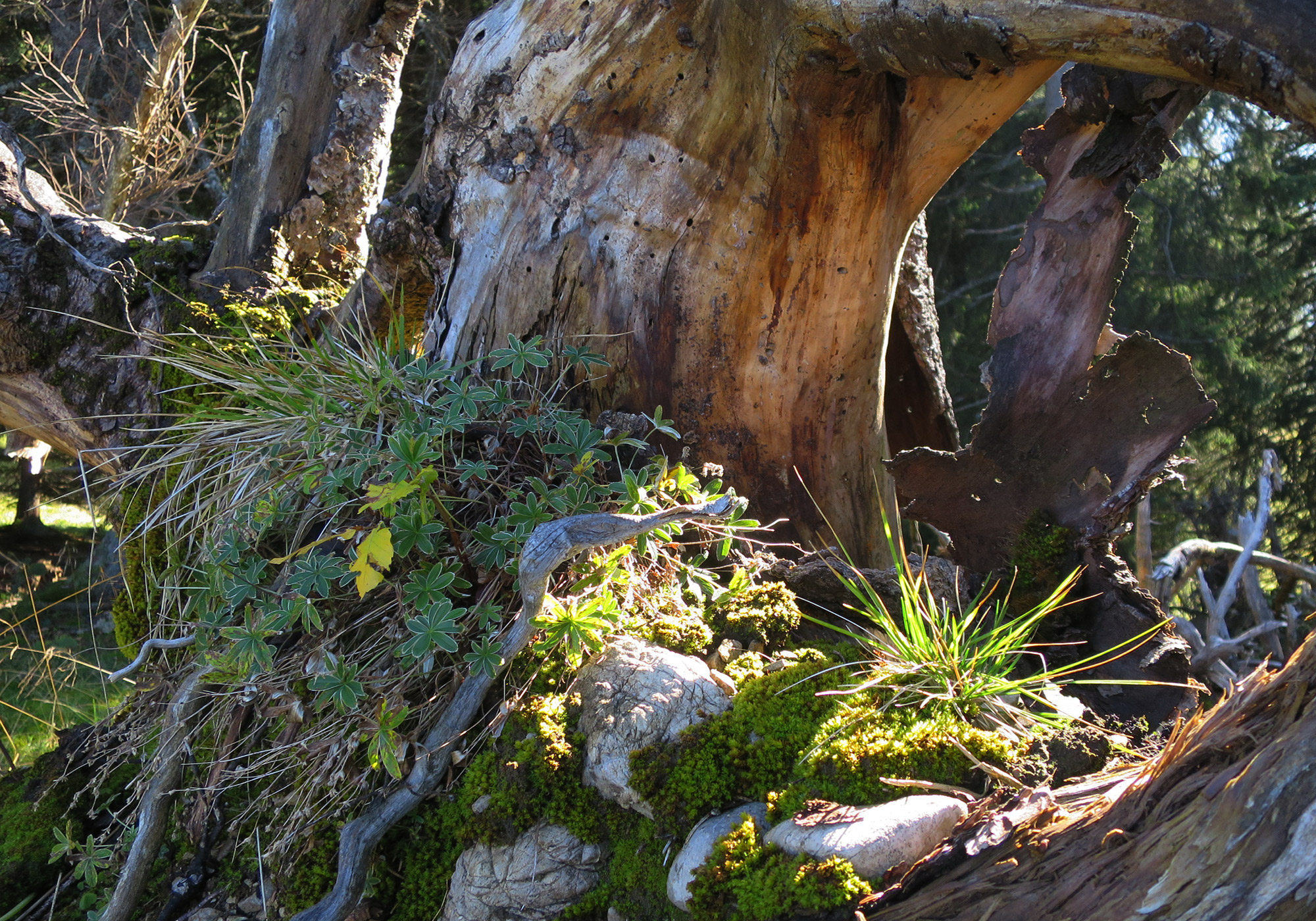 Vegetation