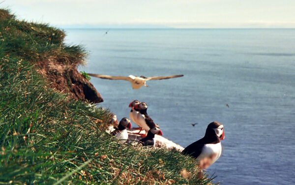 Papageientaucher Latrabjarg
