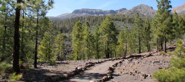 Teneriffa Wanderungen