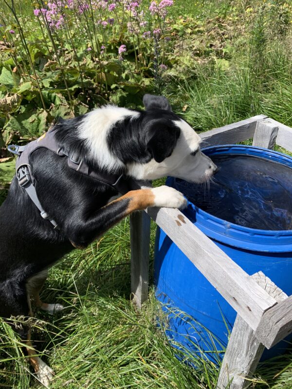 Es gibt ausreichend Wasser für den Hund, sei es in einer Tonne an der Mäuerleshütte, im See, in kleinen Rinnsalen/Mulden.