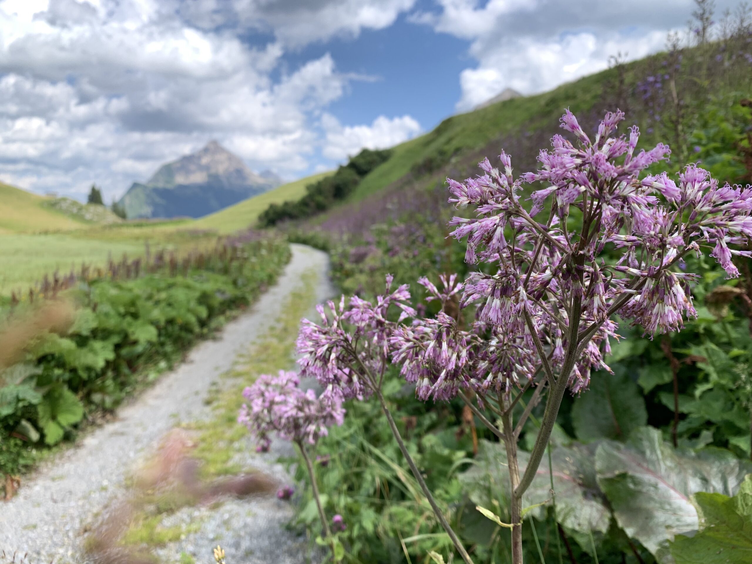 Bürstegg