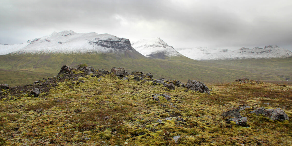 Hvítuhnjúkur