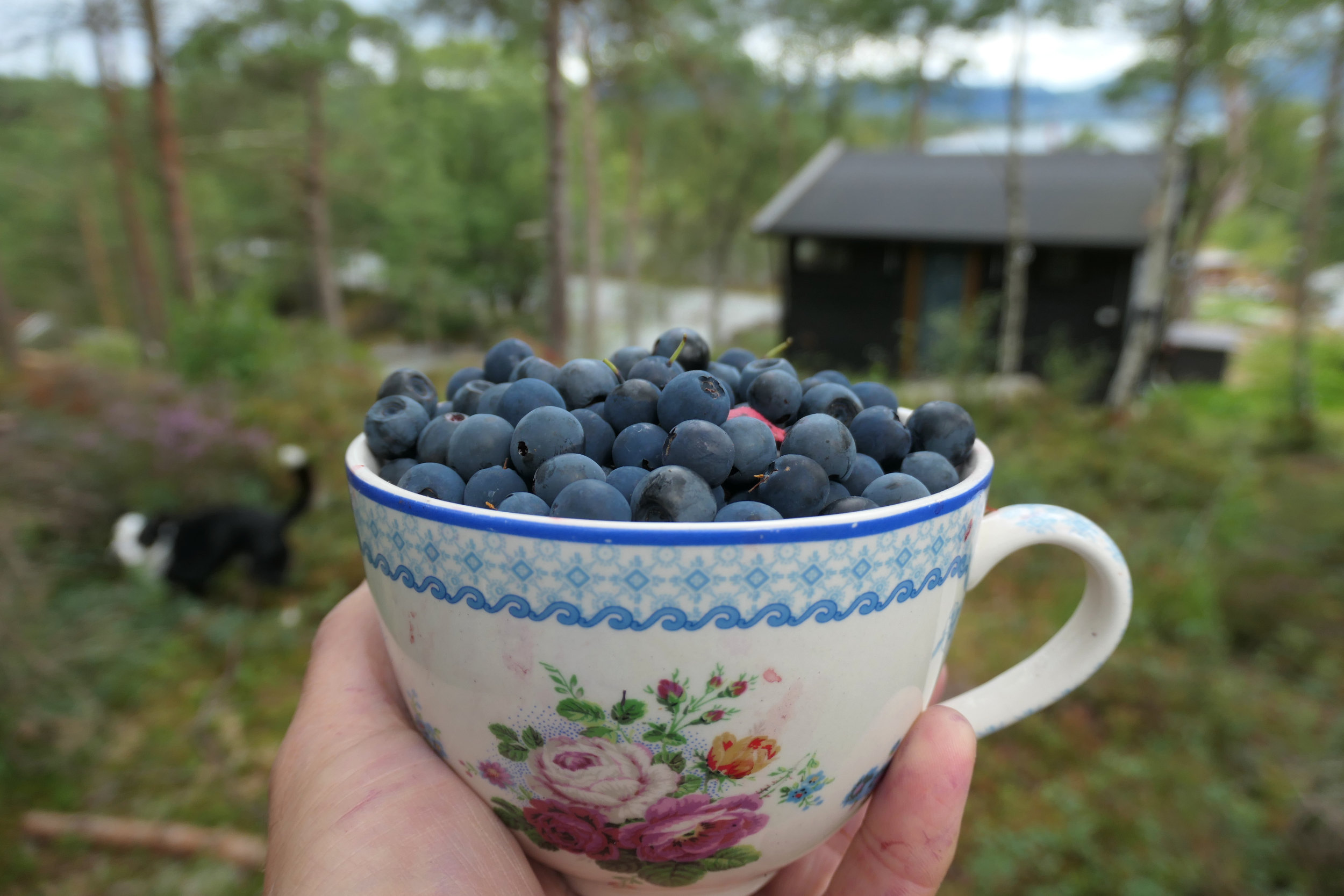 Blaubeeren-Ernte am Ferienhaus
