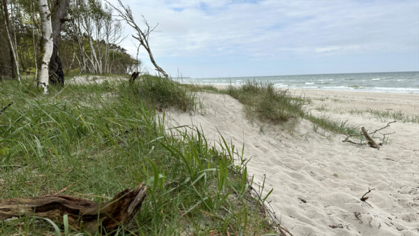 Düne am Weststrand, Darß