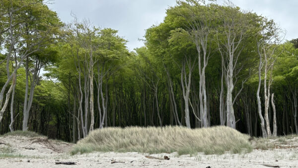 Düne und Darßwald am Weststrand