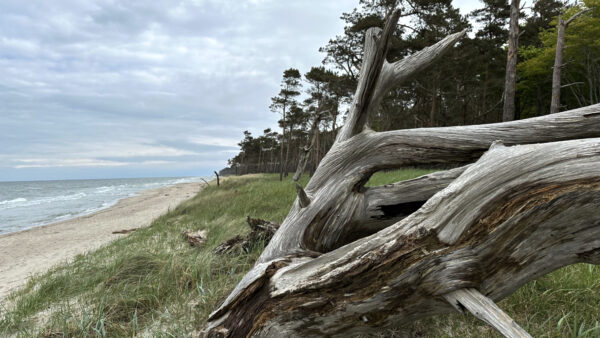 Düne am Weststrand, Darß