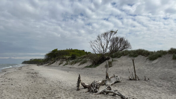 Düne am Weststrand, Darß