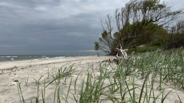 Düne am Weststrand, Darß