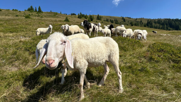 Schafe auf der Ellmaualm