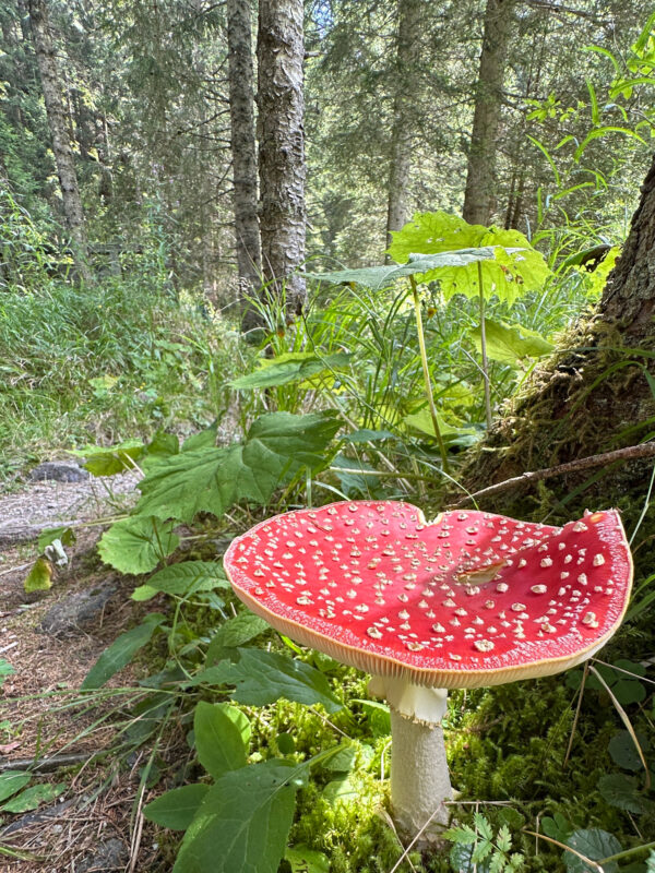 Wanderweg zwischen Ötzlsee und Schrödersee