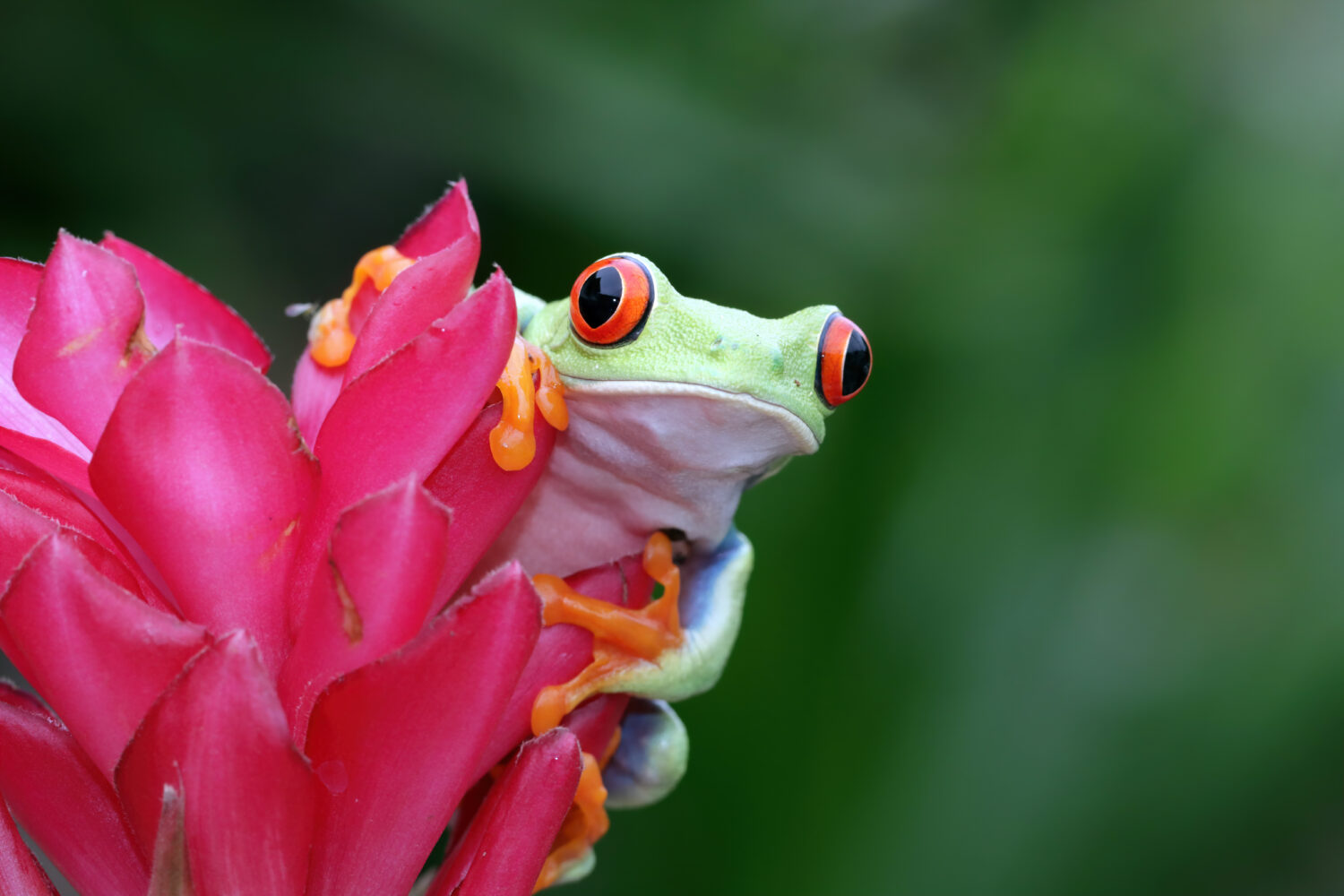 Frosch, Amazonas